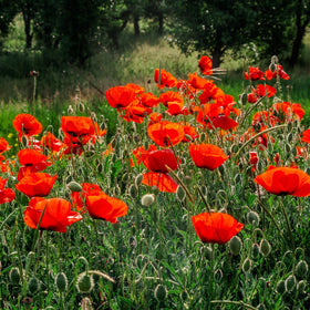 Outsidepride Red Poppy Seeds thrive in containers and borders.