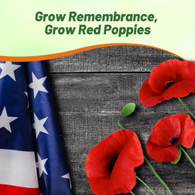Outsidepride Red Poppy Seeds thrive in dry, well-drained soil.