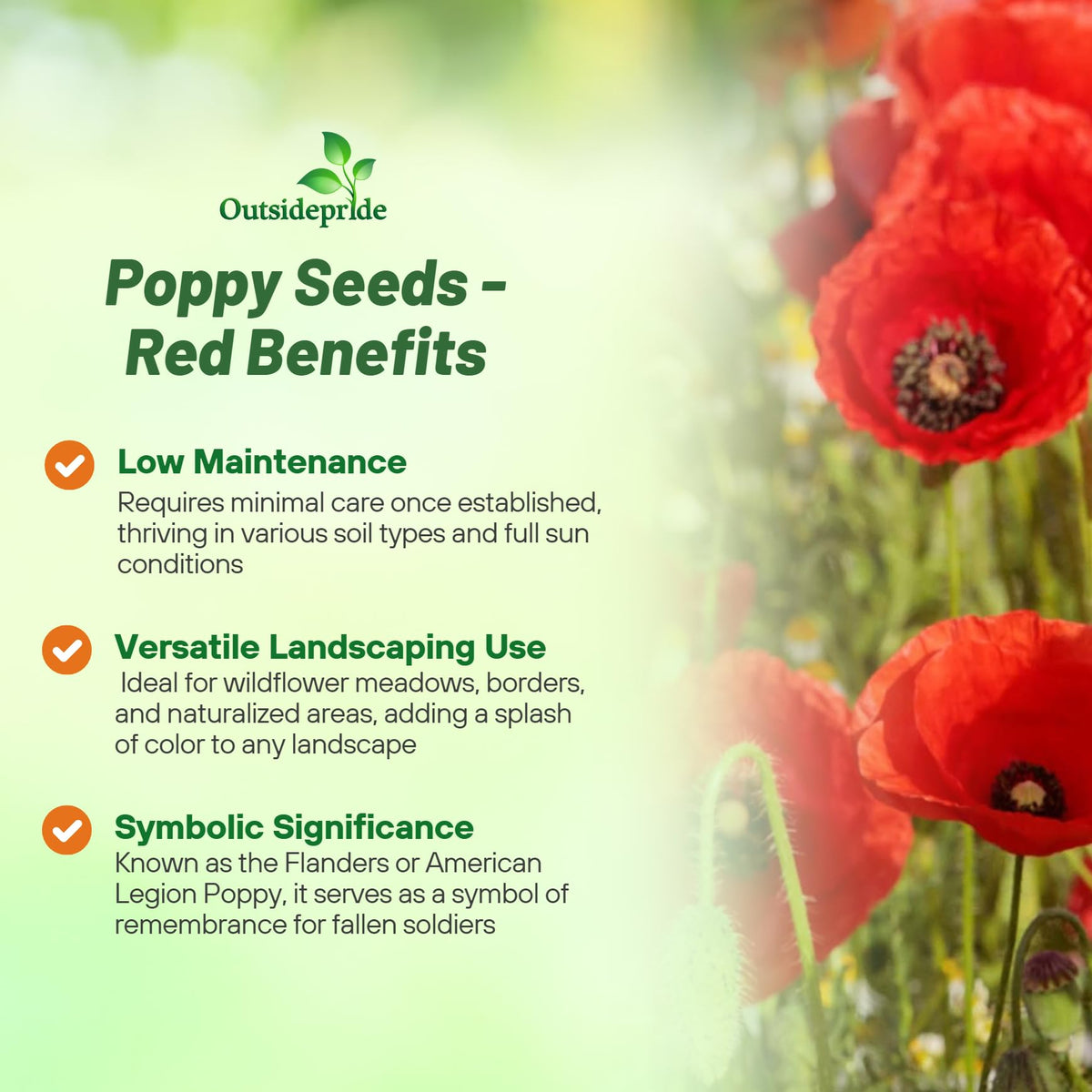 Outsidepride Red Poppy Seeds in a border garden attracting pollinators.