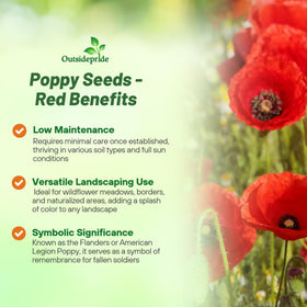 Outsidepride Red Poppy Seeds in a border garden attracting pollinators.
