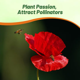 Outsidepride Red Poppy Seeds meadow scene with dense color.