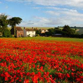 Outsidepride Red Poppy Seeds deliver long-lasting summer color in beds.