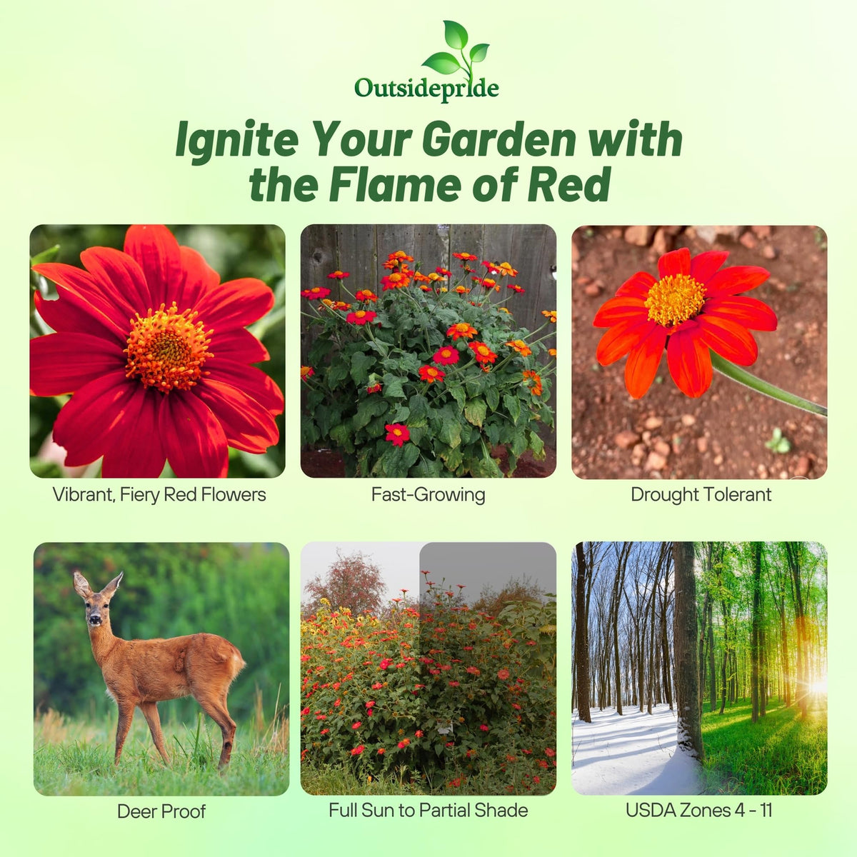 Tall Red Torch sunflowers up to 40 inches for striking garden height