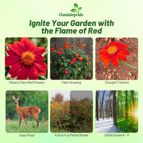 Tall Red Torch sunflowers up to 40 inches for striking garden height