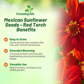 Ideal for borders and sunny beds with bold color impact