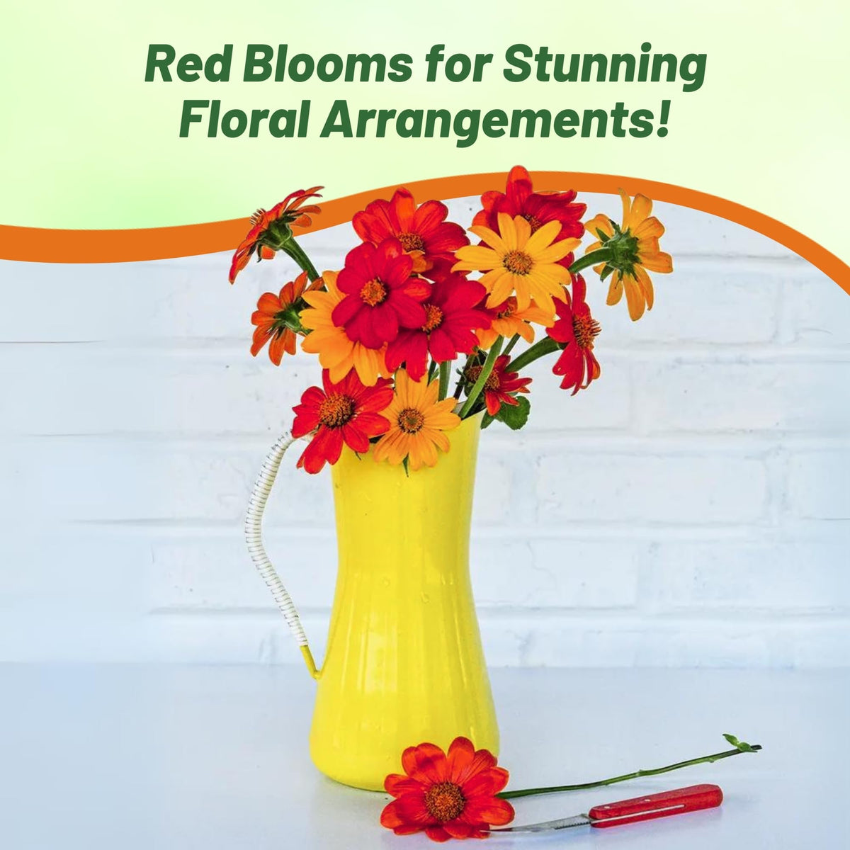Large 3–4 inch blossoms on 16 inch stems for cut flowers