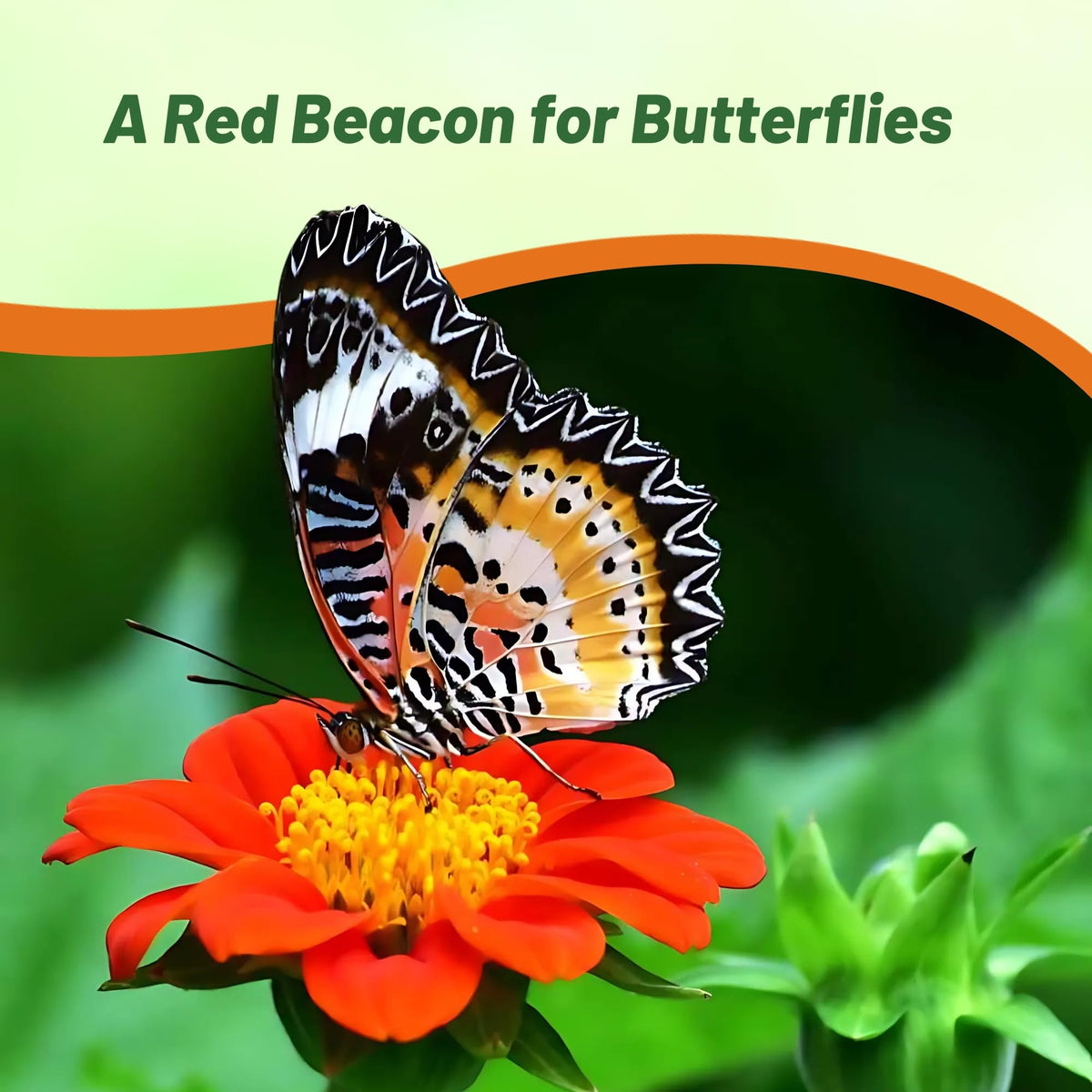 AAS-winning, pollinator-friendly blooms that boost biodiversity