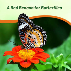 AAS-winning, pollinator-friendly blooms that boost biodiversity