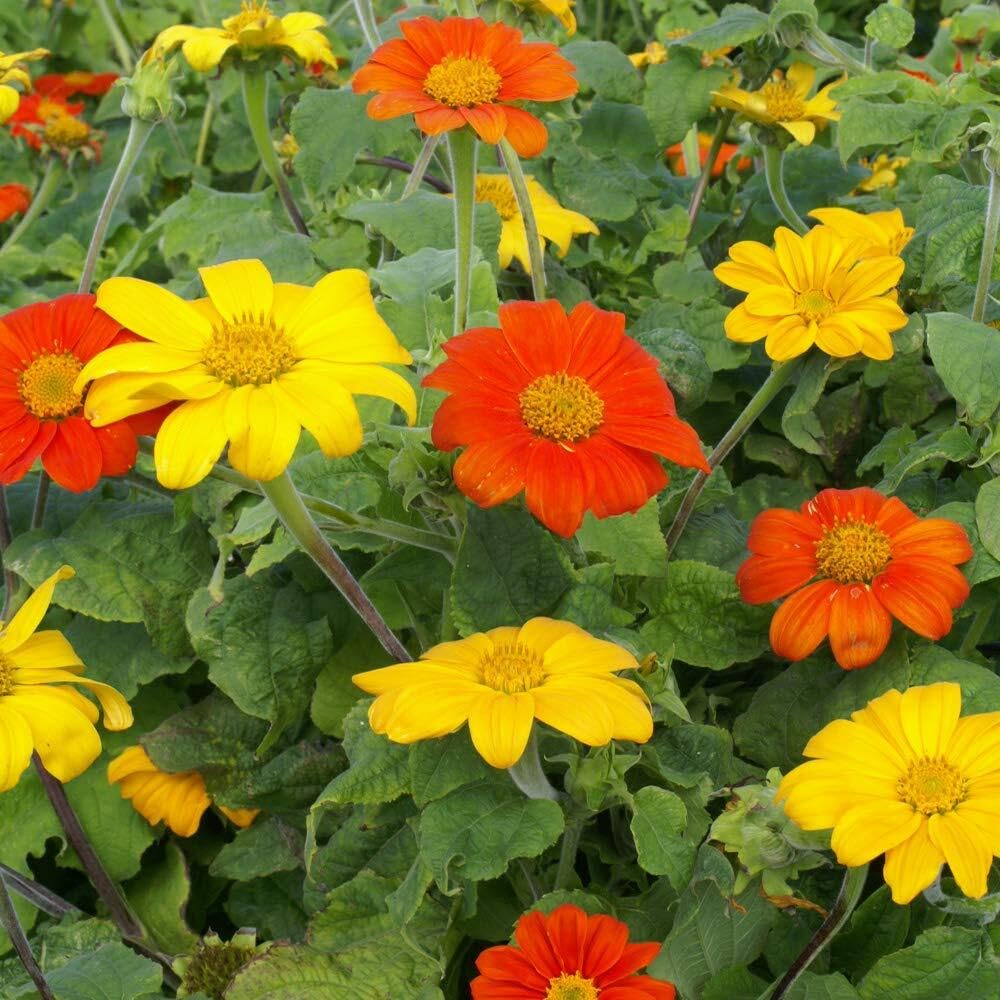 Non-GMO seeds for biodiversity-friendly garden planning