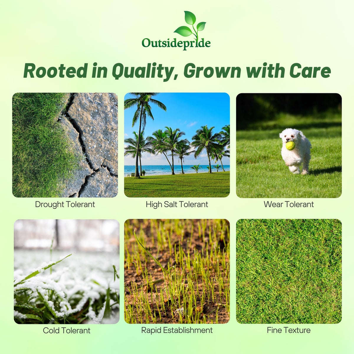 Outsidepride Rescape Seashore Paspalum seed close-up with fine turf texture