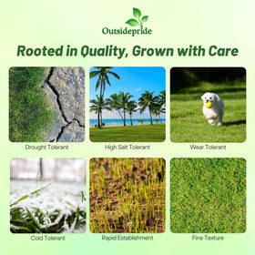 Outsidepride Rescape Seashore Paspalum seed close-up with fine turf texture