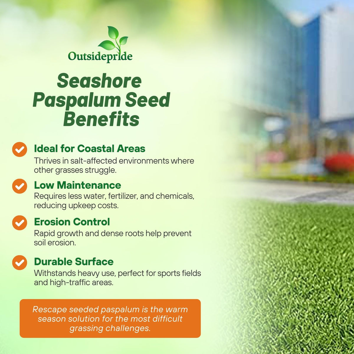 Outsidepride Rescape Seashore Paspalum germination stage sprouts