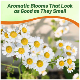 Outsidepride Roman Chamomile blooms enhance herb gardens with fragrance