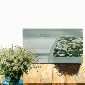 Outsidepride Roman Chamomile seeds form green foliage ideal for durable ground cover