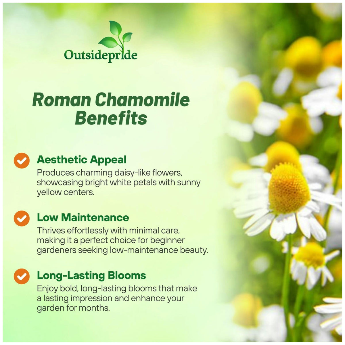 Outsidepride Roman Chamomile seeds offer drought-tolerant, low-maintenance landscaping options