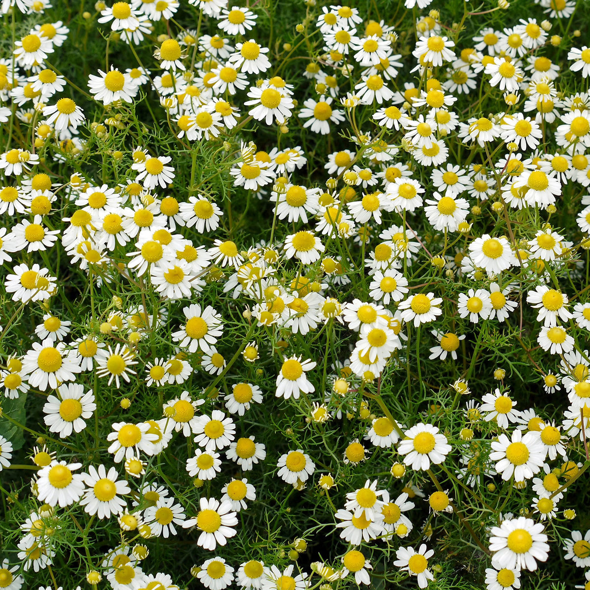 Outsidepride Roman Chamomile seeds support wildlife with nectar-rich flowers