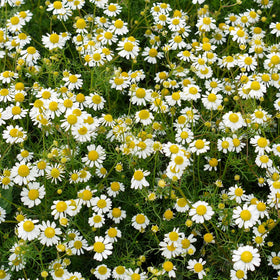 Outsidepride Roman Chamomile seeds support wildlife with nectar-rich flowers