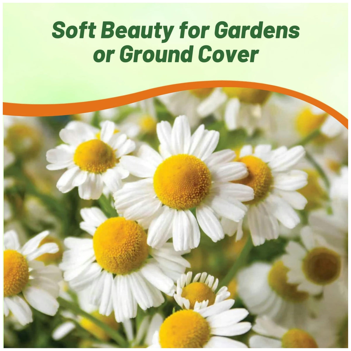 Outsidepride Roman Chamomile seeds create self-seeding perennials with minimal effort