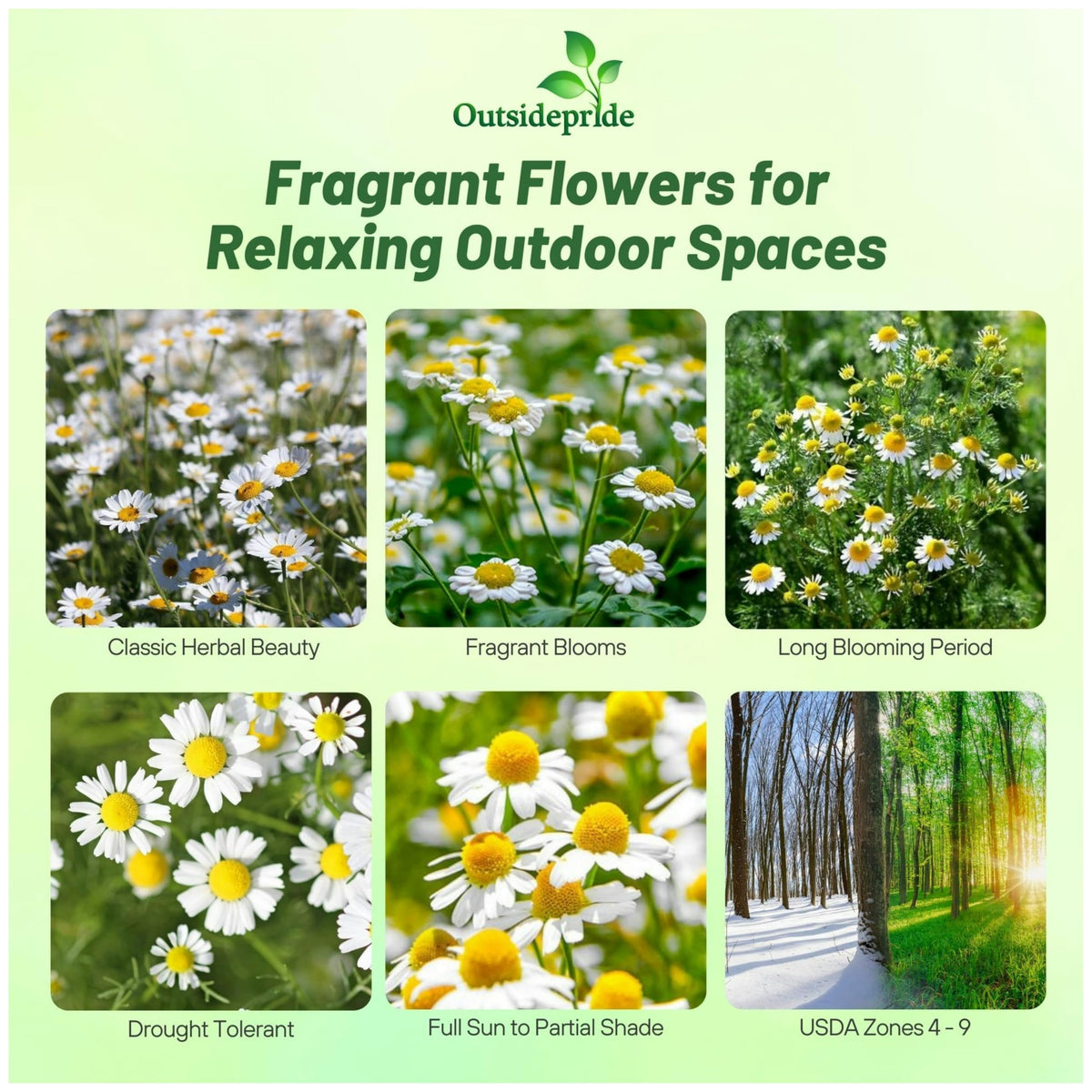 Outsidepride Roman Chamomile seeds produce white and yellow blooms that attract pollinators