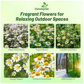 Outsidepride Roman Chamomile seeds produce white and yellow blooms that attract pollinators