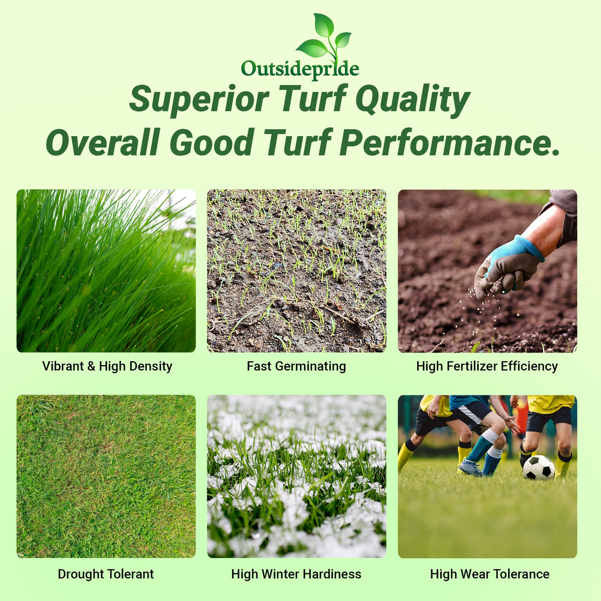 Outsidepride Royal TXD coated-seed-blend for even germination