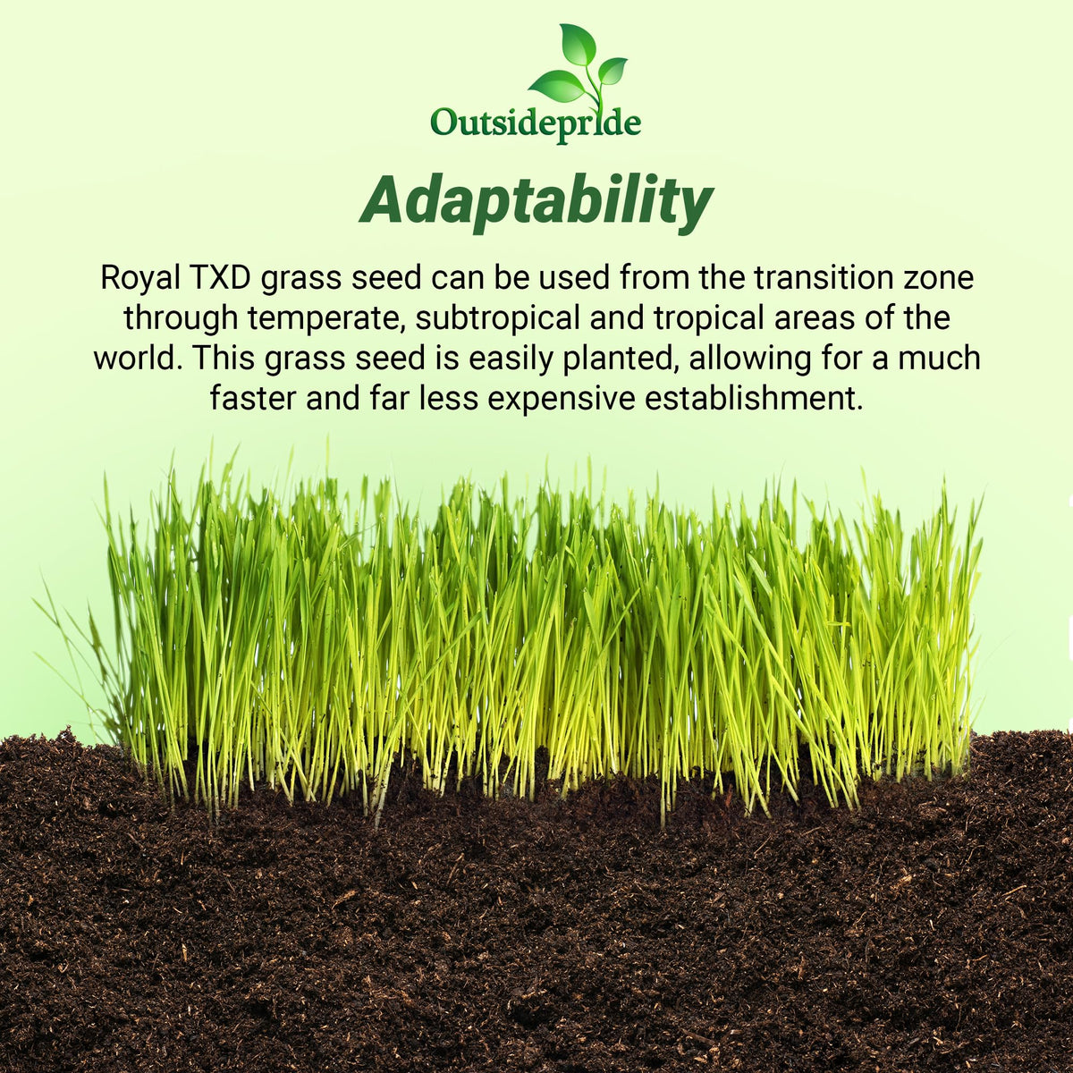Outsidepride Royal TXD germination process supports rapid start for lush turf