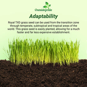 Outsidepride Royal TXD Bermuda seeds showing rapid germination potential.