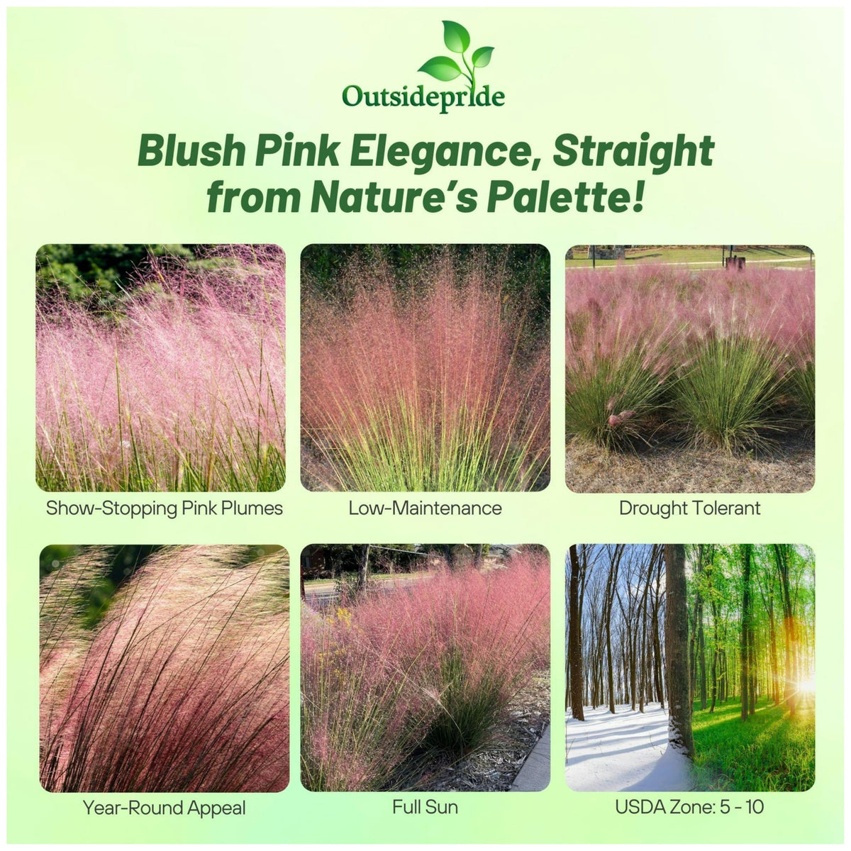 Outsidepride ruby-pink-plumes appear in late season for focal garden interest.