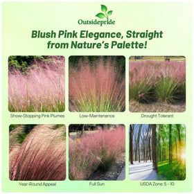 Outsidepride ruby-pink-plumes appear in late season for focal garden interest.