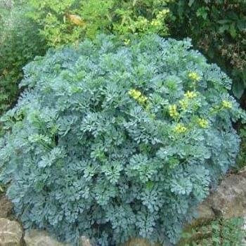 Outsidepride Rue seeds display dense evergreen foliage and yellow bloom clusters for pollinator gardens