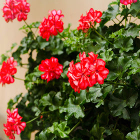 Outsidepride Scarlet Geranium drought-tolerant plants thriving in sun.