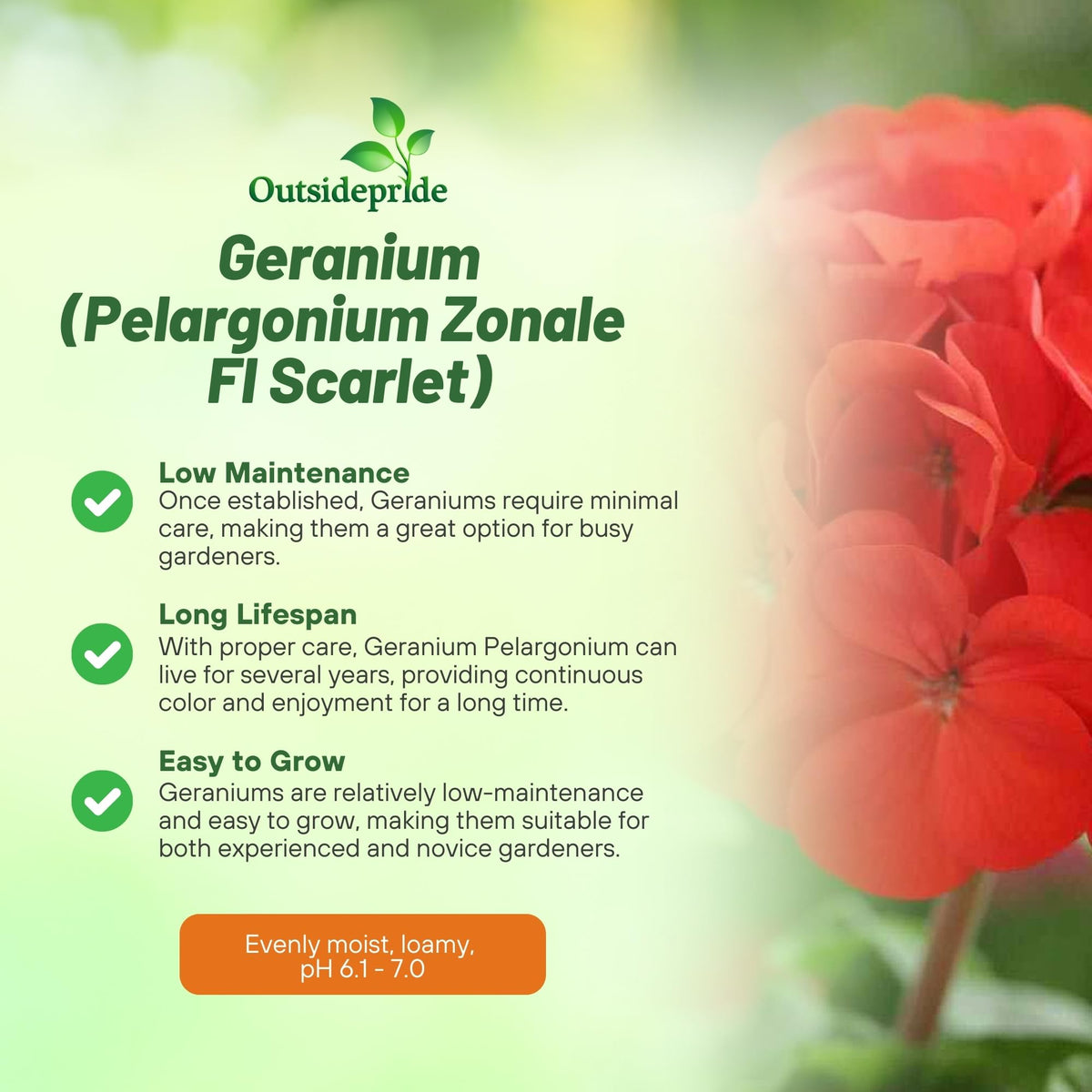 Outsidepride Scarlet Geranium flowers in bloom for a lush summer display.