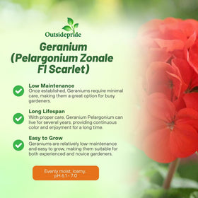 Outsidepride Scarlet Geranium flowers in bloom for a lush summer display.