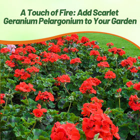 Outsidepride Scarlet Geranium green foliage provides lush greenery.