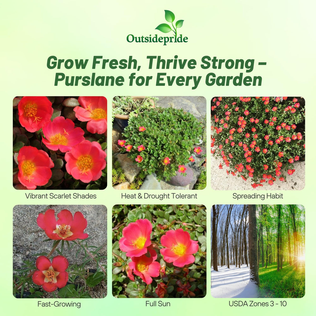 Outsidepride purslane flower close-up highlighting scarlet petals and pollinator appeal