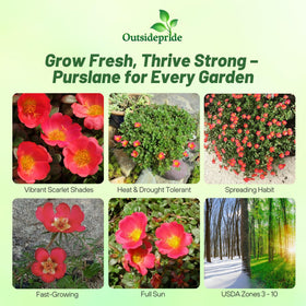 Outsidepride purslane flower close-up highlighting scarlet petals and pollinator appeal