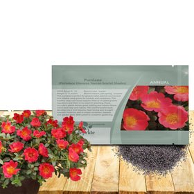 Outsidepride scarlet purslane seeds packet with edible greens and ornamental blooms