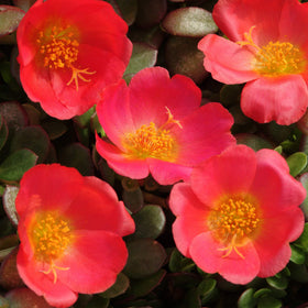 Outsidepride scarlet purslane seeds suit xeriscape and edible landscaping