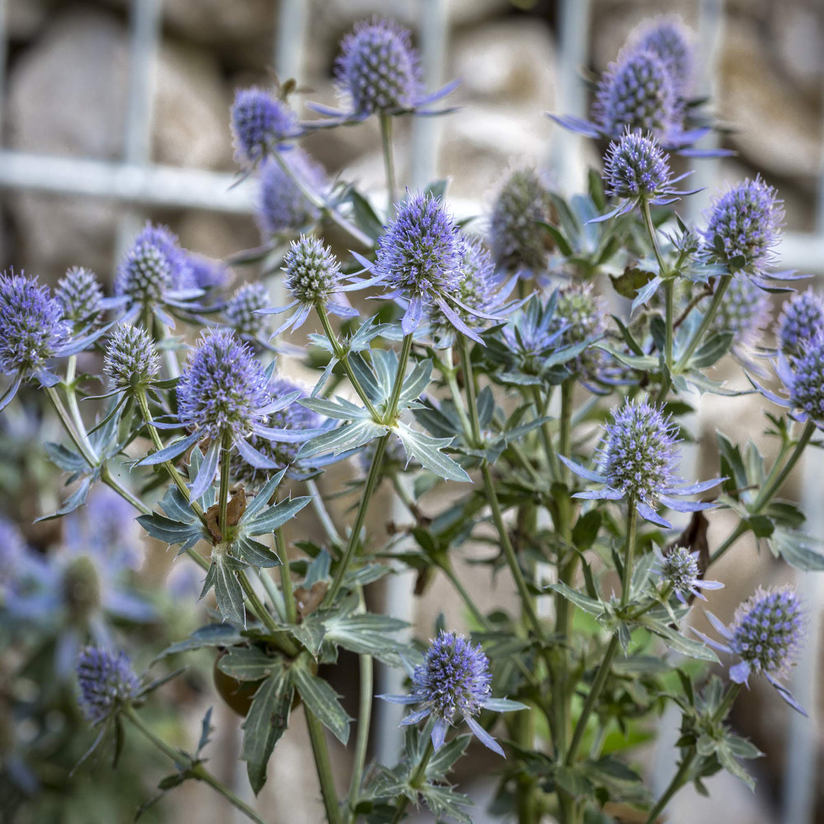 Outsidepride Easy-to-plant Sea Holly seeds, surface-sown for quick, reliable germination.