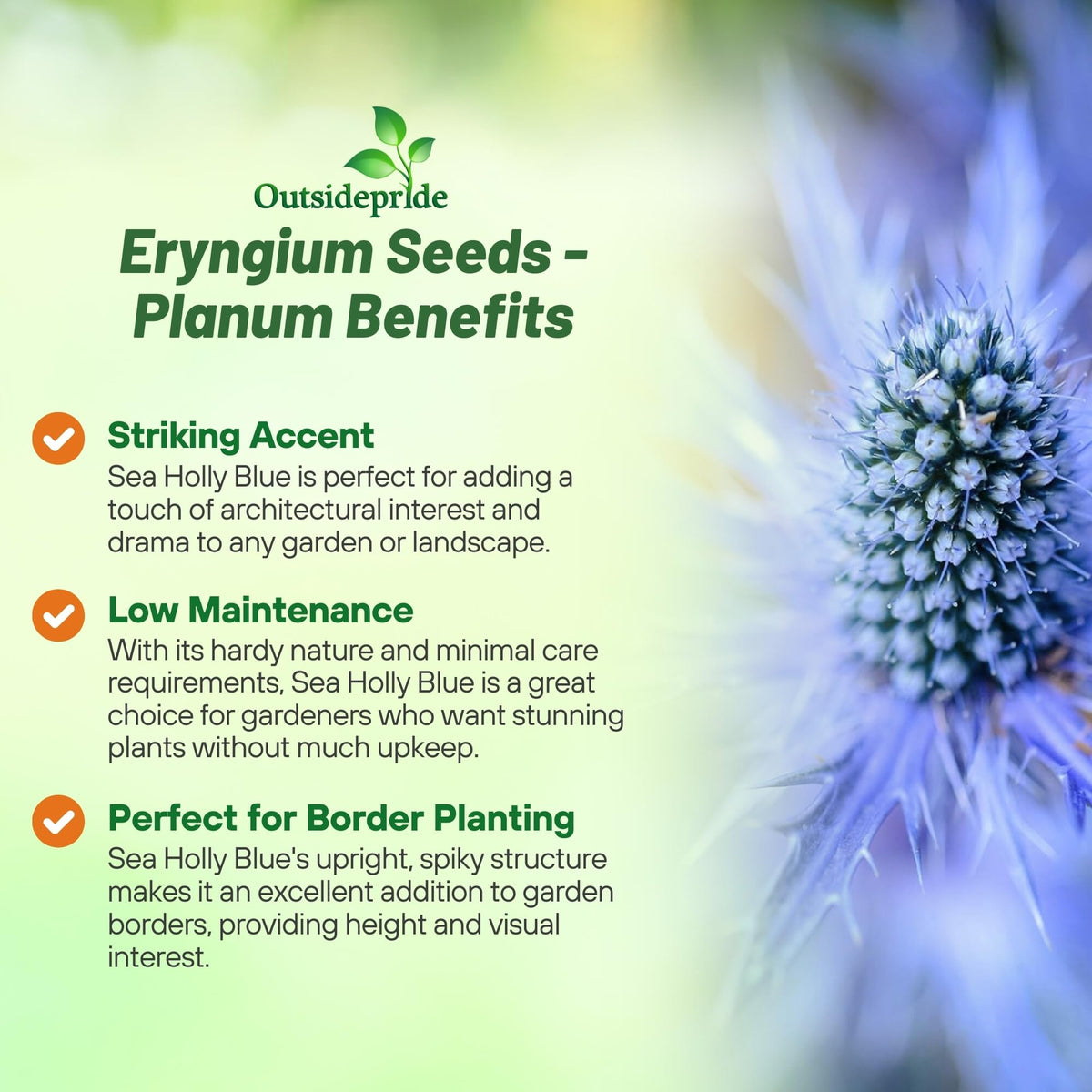 Outsidepride Sea Holly plant reaches 48 inches, adding dramatic vertical interest to borders.