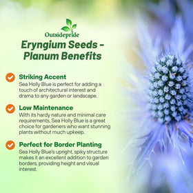 Outsidepride Sea Holly plant reaches 48 inches, adding dramatic vertical interest to borders.