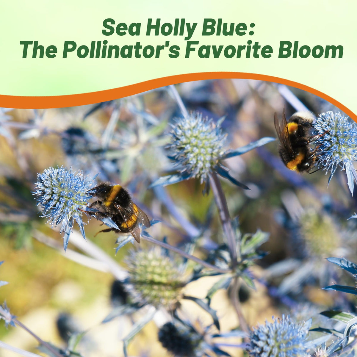 Outsidepride Sea Holly dried heads provide winter color and texture in gardens.