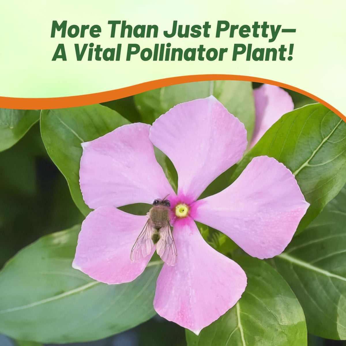 Outsidepride seedling tips for indoor germination and early start.