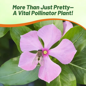 Outsidepride seedling tips for indoor germination and early start.