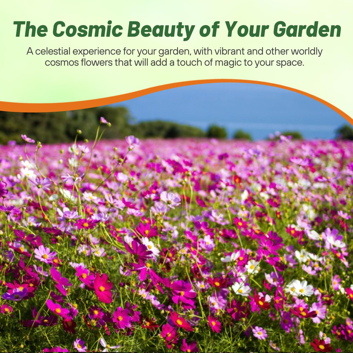 Outsidepride Self-sowing wildflower cosmos delivering new plants season to season.