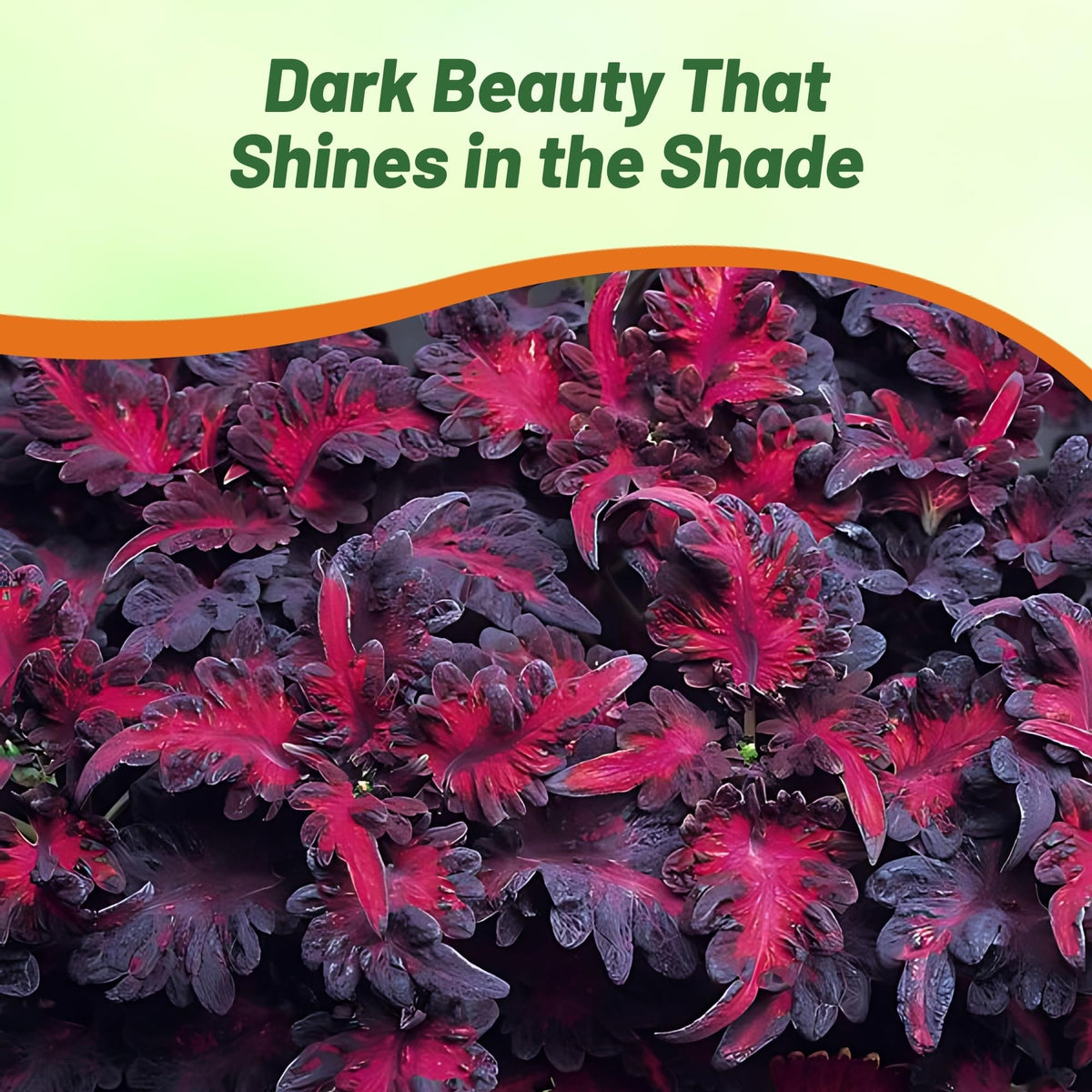 Outsidepride Black Dragon in shade ideal for borders and backyard accents