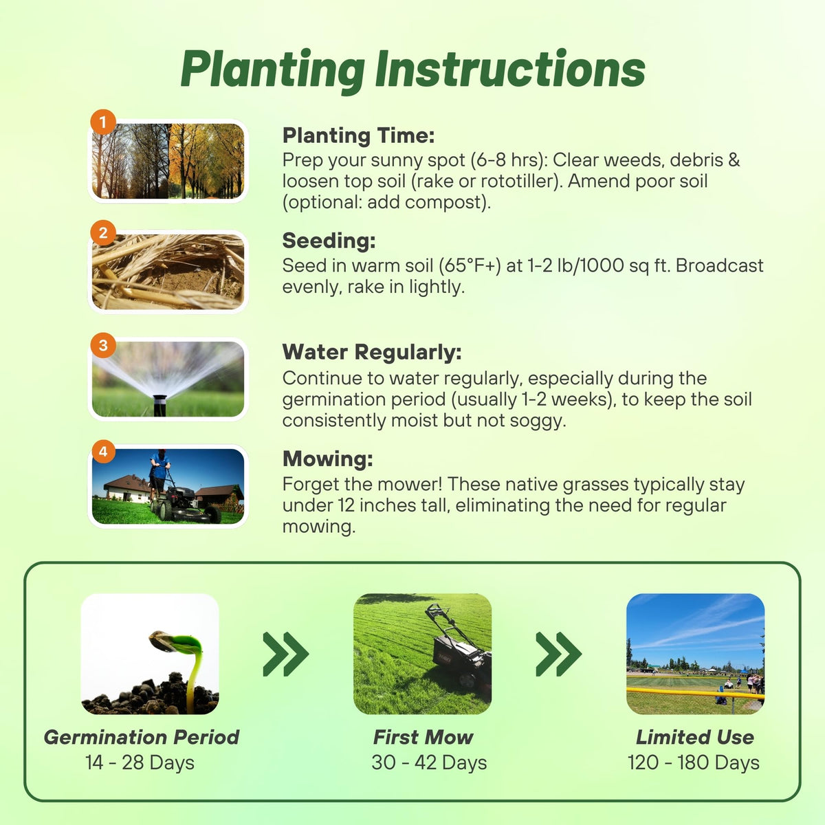 Outsidepride Sheeps Fescue seed delivering dense, shade-tolerant lawn texture.