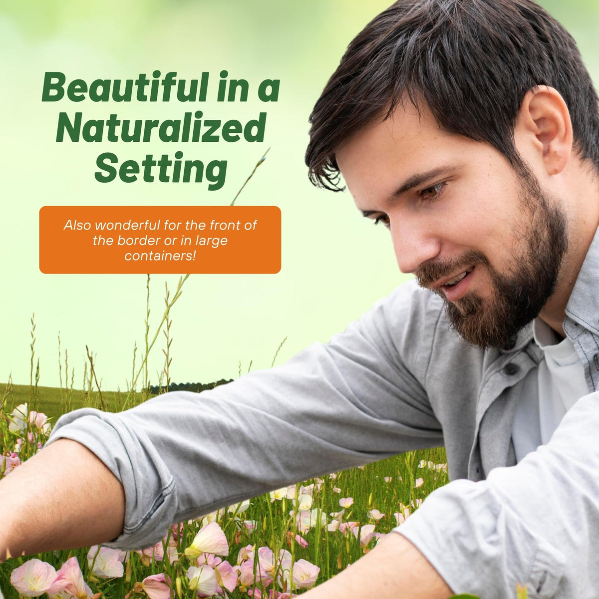 Outsidepride Showy Evening Primrose tolerates drought-prone conditions with minimal care.