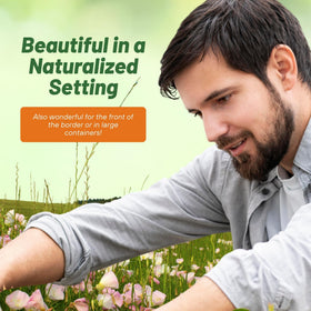 Outsidepride Showy Evening Primrose tolerates drought-prone conditions with minimal care.
