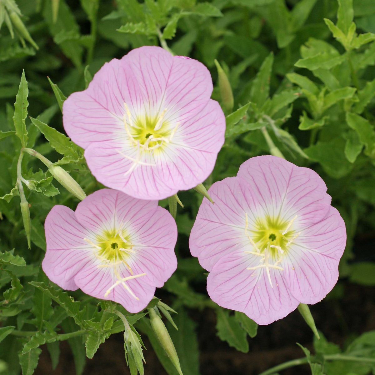 Outsidepride Showy Evening Primrose supports erosion control on slopes and large containers.